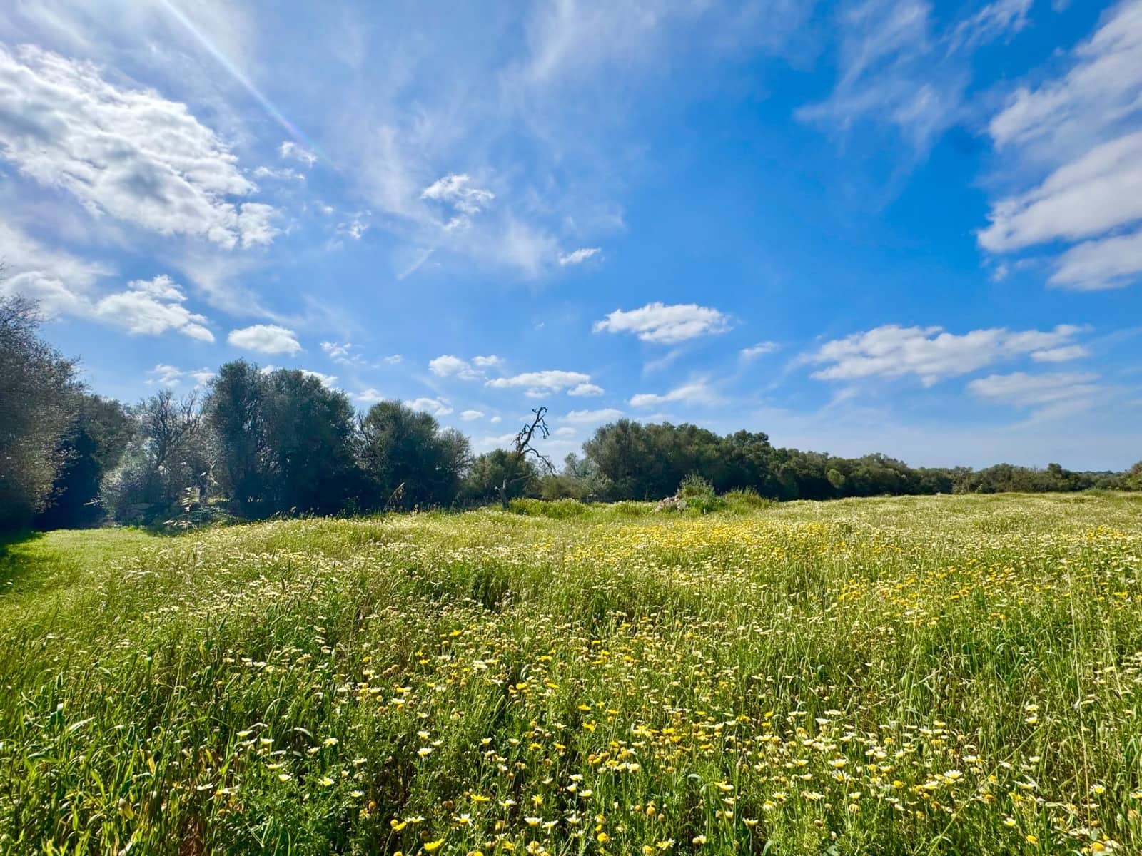 Building Plot for sale in Campos - € 319,000 (Ref: 9719886)