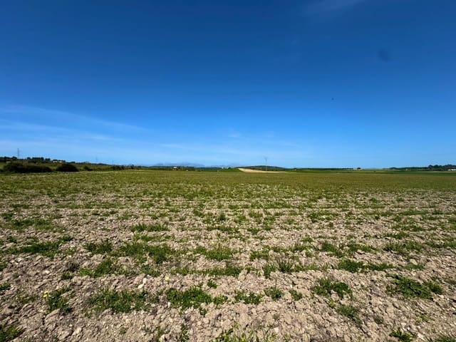 Terreno Não Urbanizado para venda em Petra - 489 000 € (Ref: 9806445)