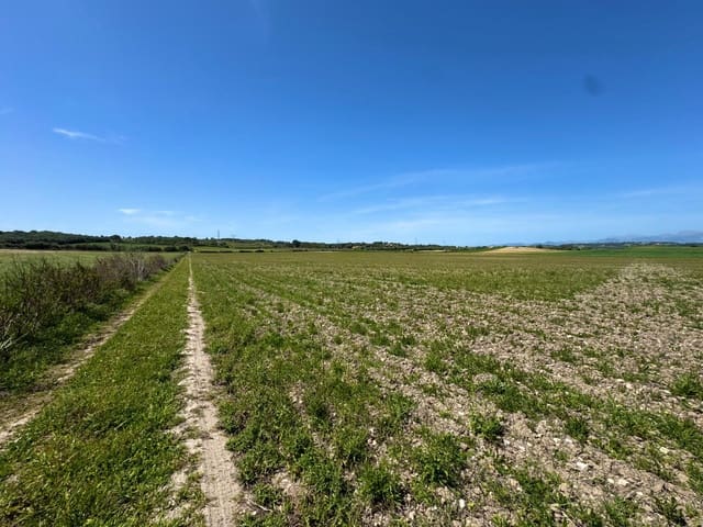 Terreno Não Urbanizado para venda em Petra - 489 000 € (Ref: 9806445)