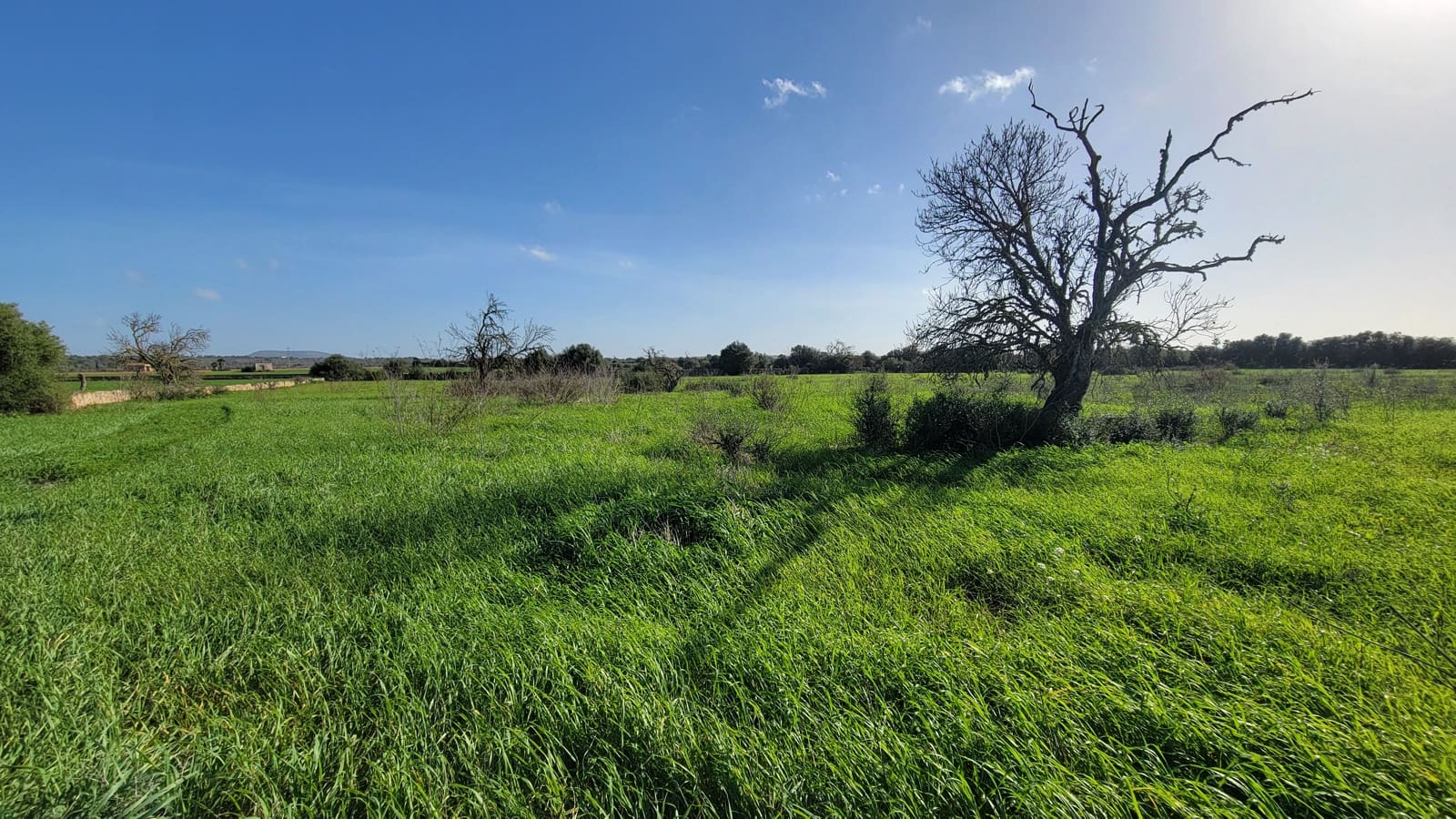 Byggetomt til salgs i Campos - € 600 000 (Ref: 9530962)