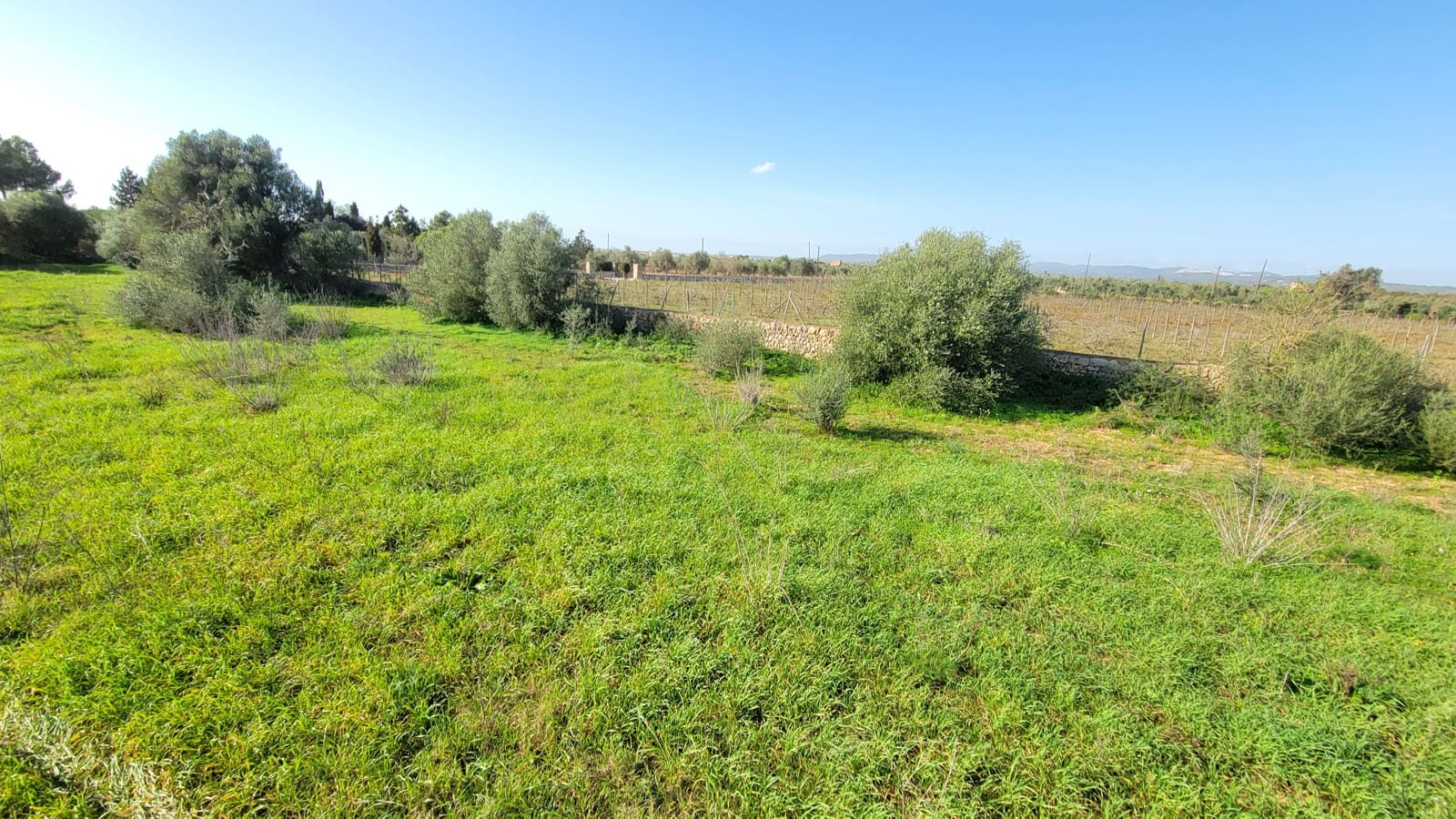 Byggetomt til salgs i Campos - € 600 000 (Ref: 9530962)