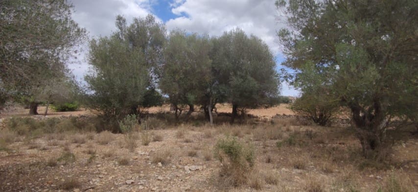 Finca/Casa Rural en Felanitx en venta - 590.000 € (Ref: 9345221)