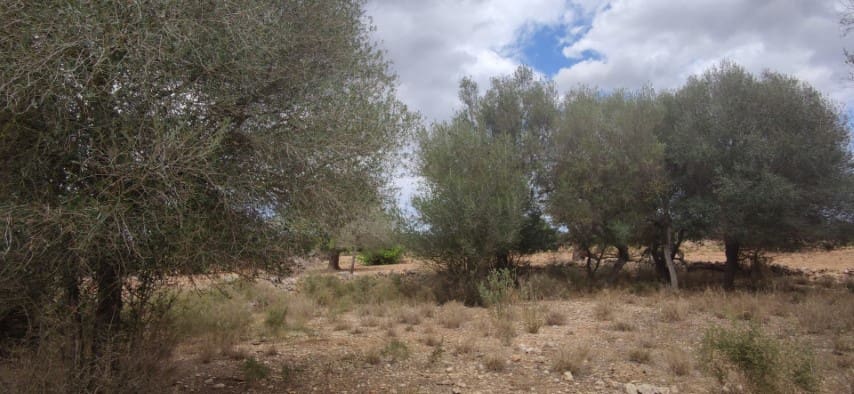 Finca/Casa Rural en Felanitx en venta - 590.000 € (Ref: 9345221)
