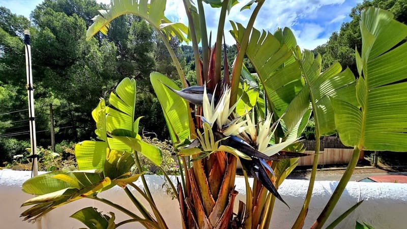 3 soveværelse Villa til salg i Canyamel - € 599.000 (Ref: 9058195)