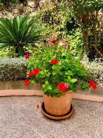 2 quarto Apartamento para venda em Capdepera com piscina garagem - 385 000 € (Ref: 9228936)