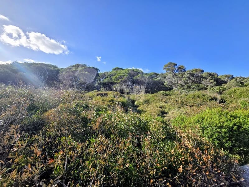 Byggetomt til salgs i Cala Ratjada - € 2 100 000 (Ref: 9563723)