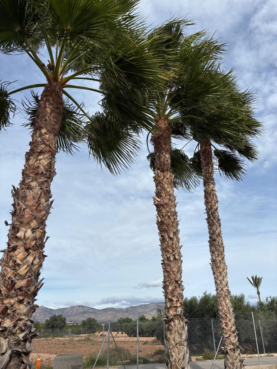 5 chambre Villa/Maison à vendre à Crevillente / Crevillent - 475 000 € (Ref: 9337558)