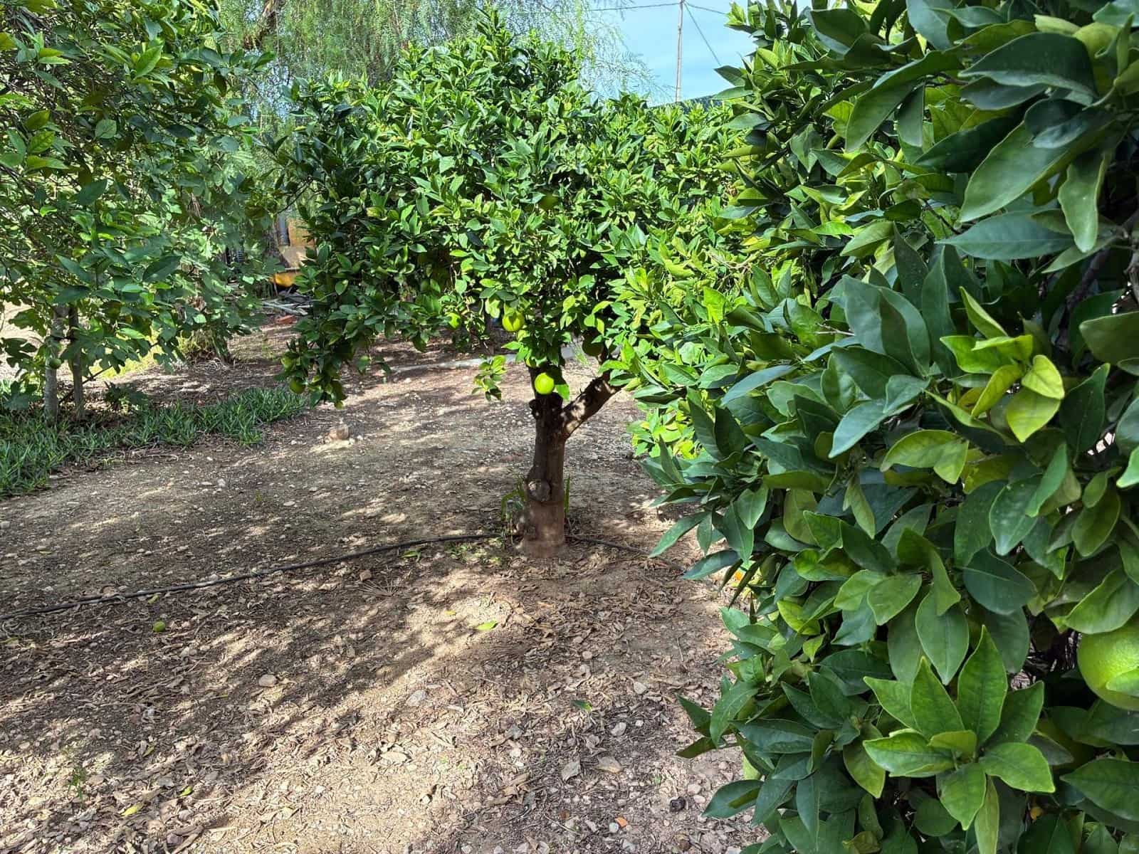 5 chambre Villa/Maison à vendre à Crevillente / Crevillent - 475 000 € (Ref: 9337558)