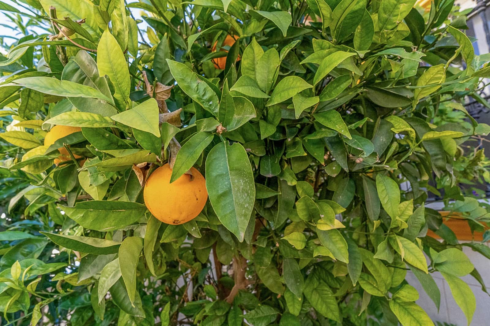 2 quarto Bungalow para venda em La Zenia com piscina - 185 000 € (Ref: 9574177)