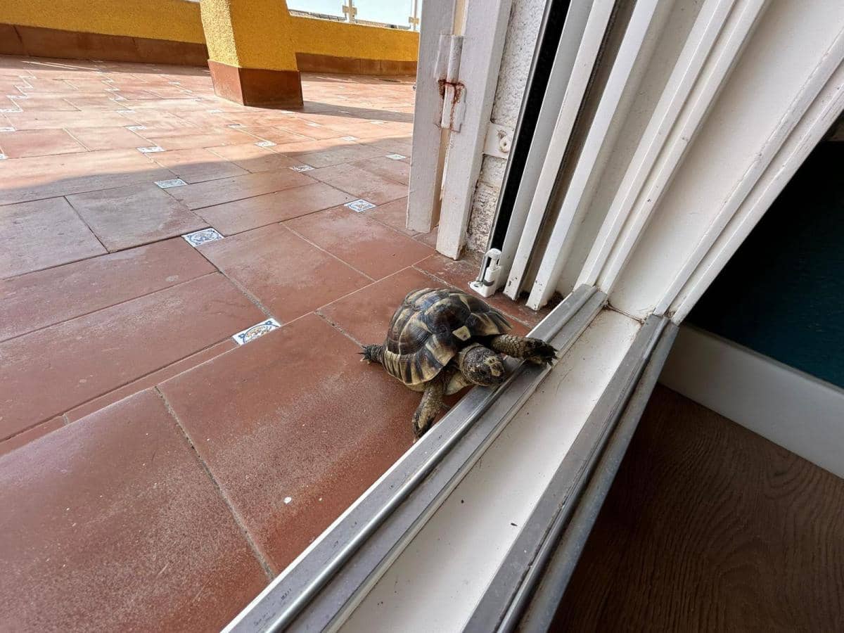 3 makuuhuone Huvila myytävänä paikassa San Miguel de Salinas - 420 000 € (Ref: 9582422)