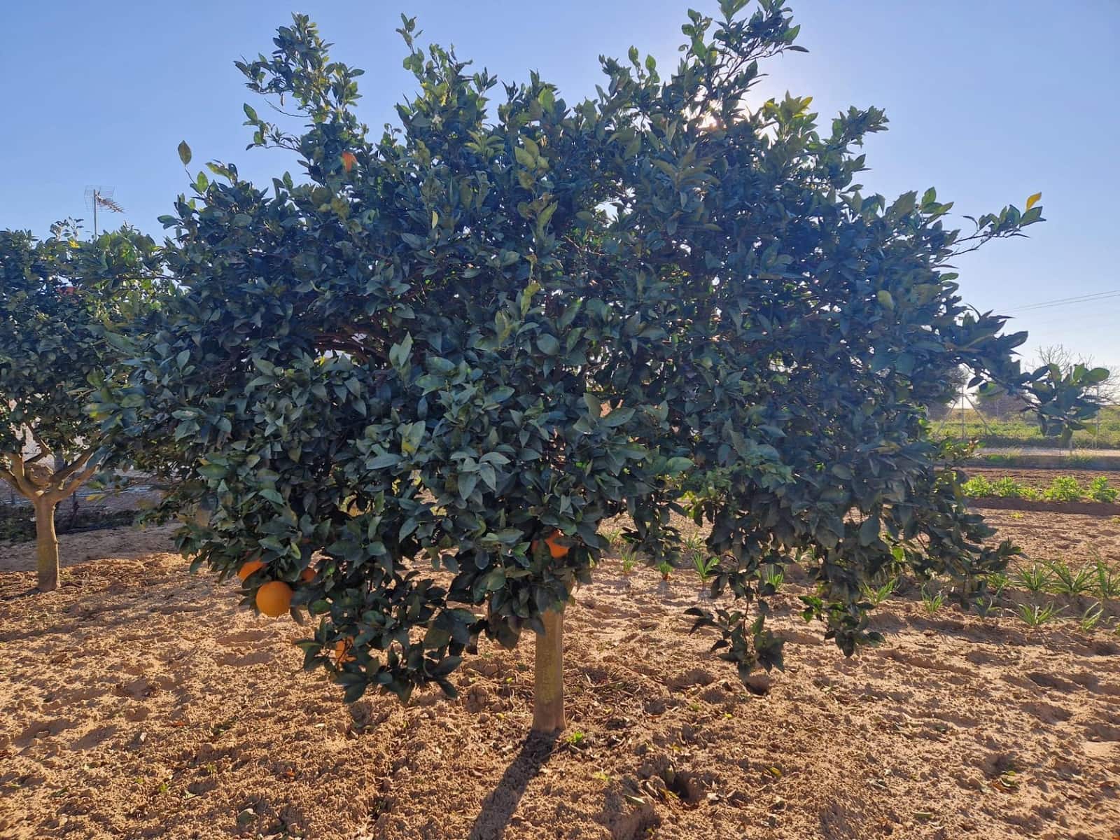 Mark till salu i El Puerto de Santa Maria - 85 000 € (Ref: 9622677)