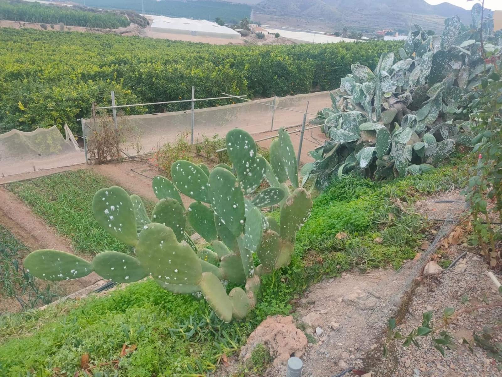 3 soveværelse Villa til salg i Aguilas med swimmingpool - € 420.000 (Ref: 9713285)