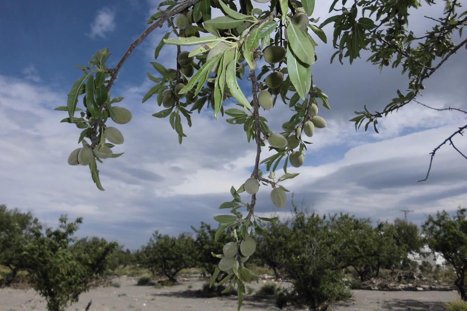 Building Plot for sale in Puerto Lumbreras - € 85,000 (Ref: 9713300)