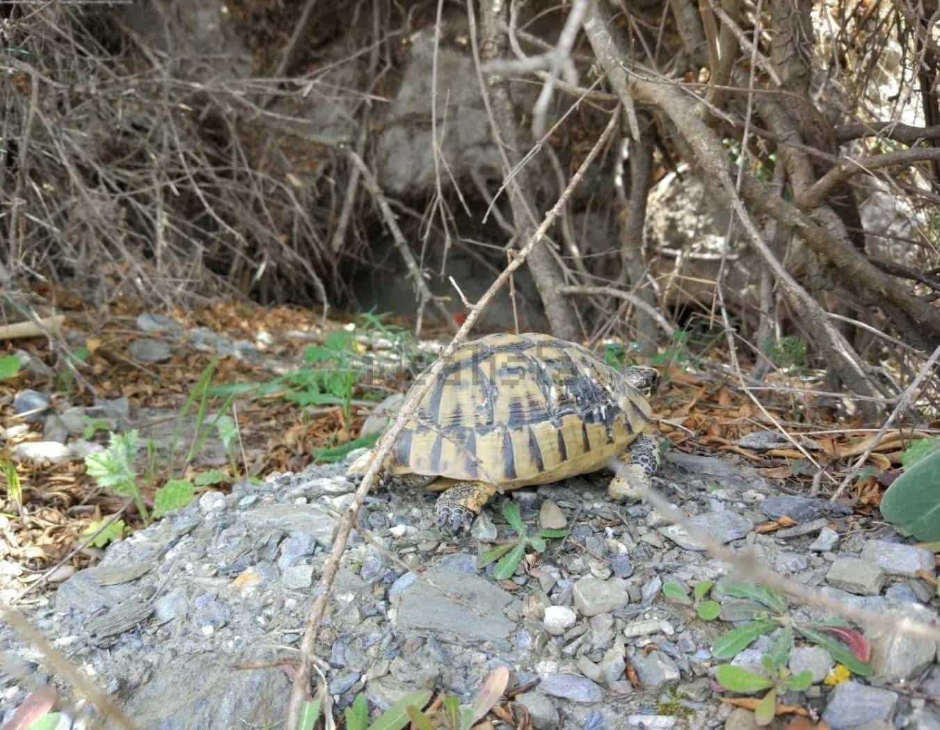 Terre non Aménagée à vendre à Puerto Lumbreras - 240 000 € (Ref: 9713303)