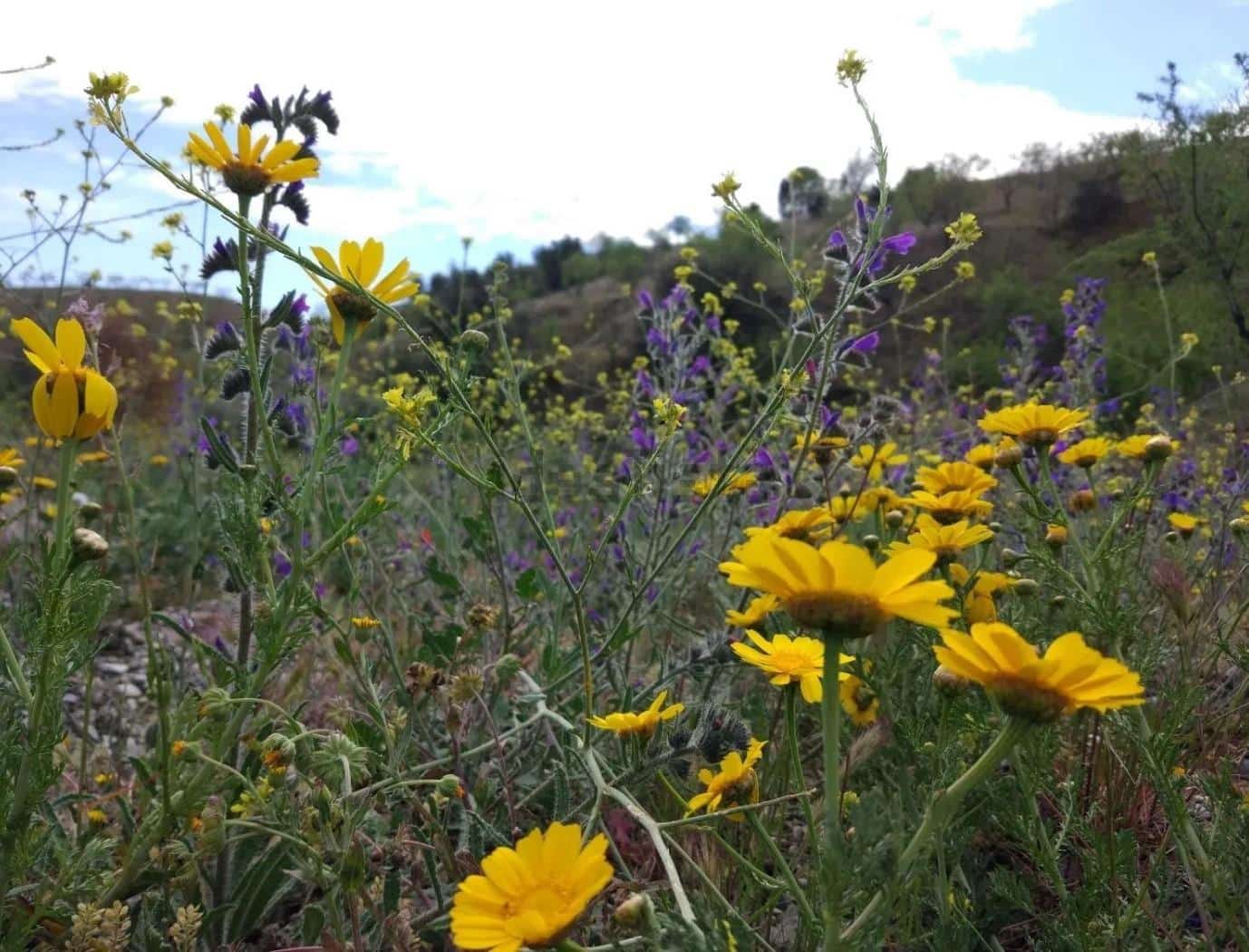 Terre non Aménagée à vendre à Puerto Lumbreras - 240 000 € (Ref: 9713303)