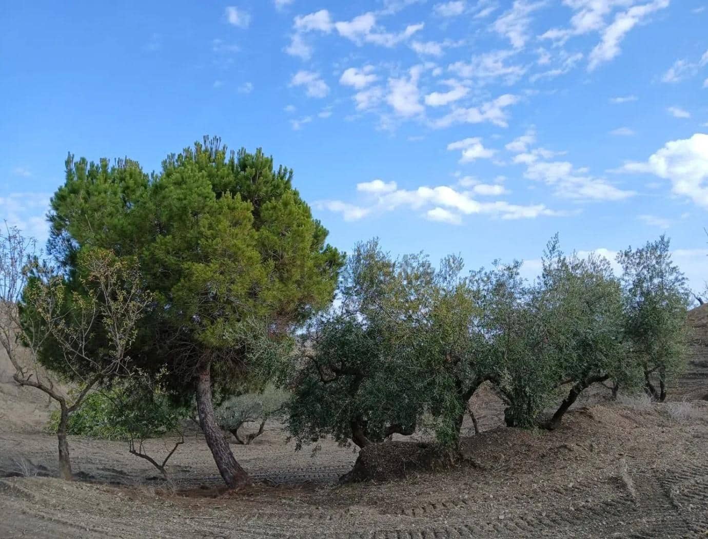 Terre non Aménagée à vendre à Puerto Lumbreras - 240 000 € (Ref: 9713303)