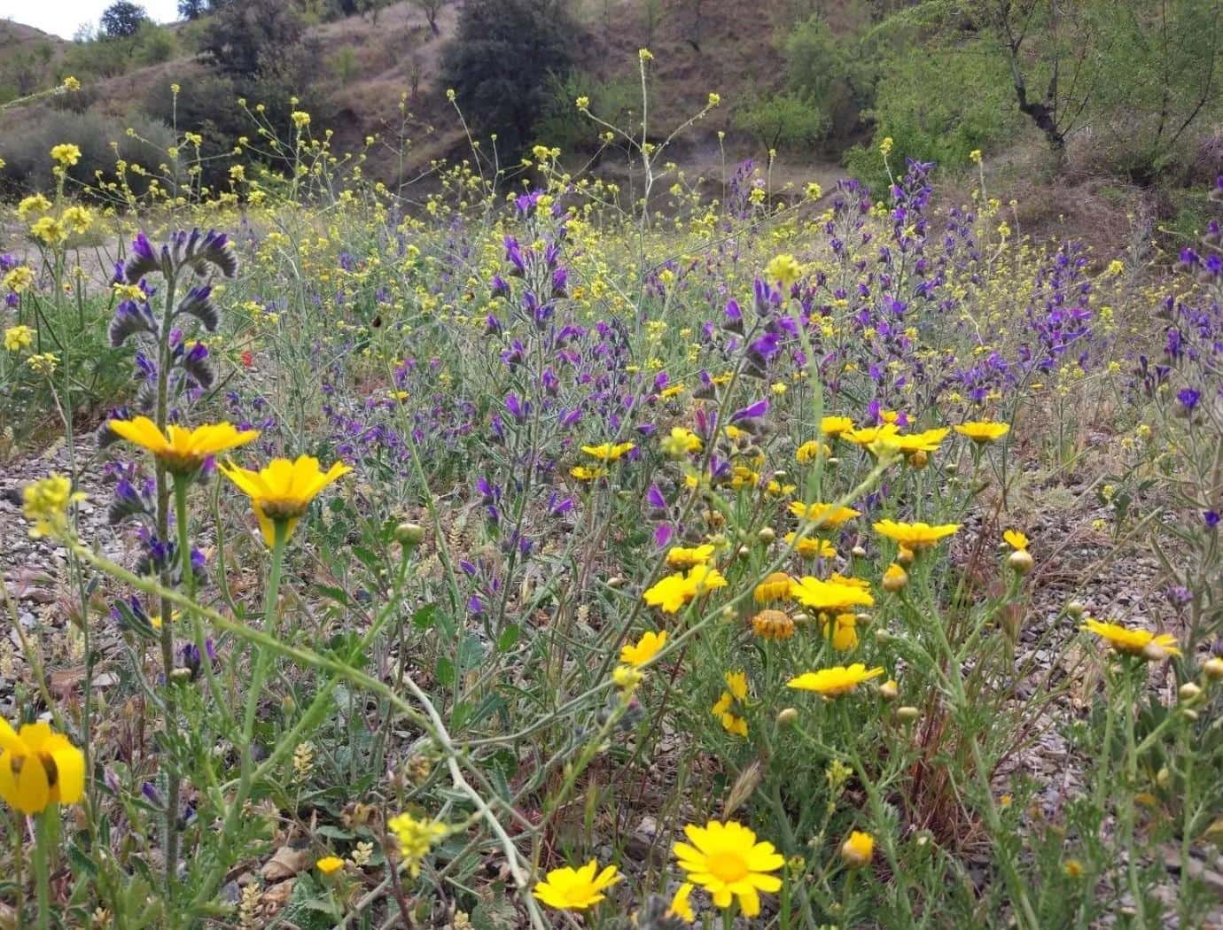 Terre non Aménagée à vendre à Puerto Lumbreras - 240 000 € (Ref: 9713303)