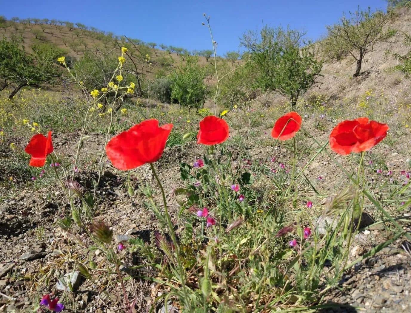 Terre non Aménagée à vendre à Puerto Lumbreras - 240 000 € (Ref: 9713303)