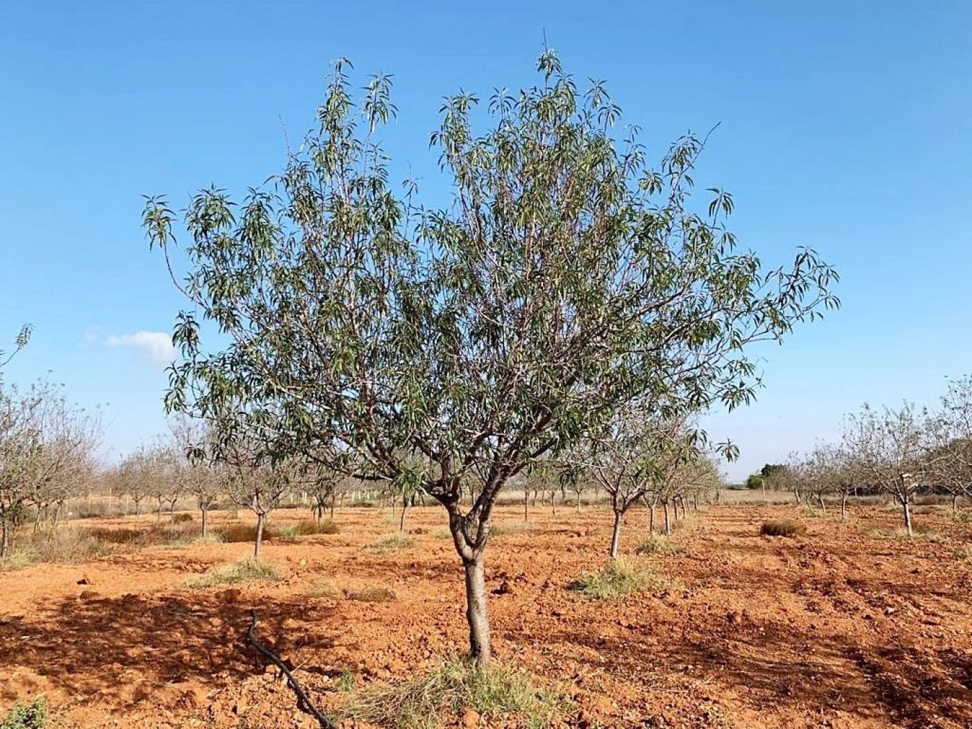 Mark till salu i La Magdalena - 31 000 € (Ref: 6929509)