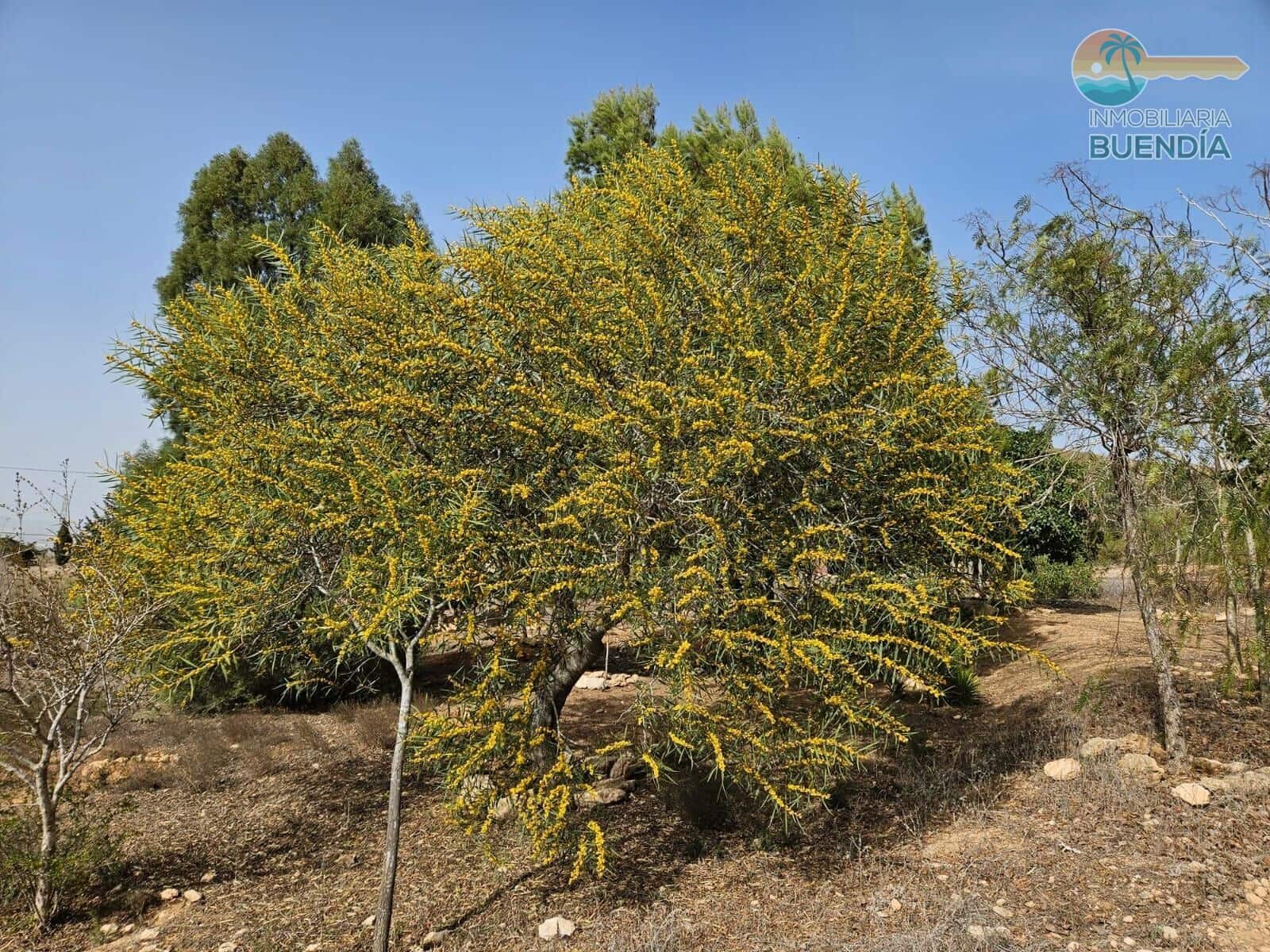 3 slaapkamer Finca/Landhuis te koop in Las Palas - € 199.900 (Ref: 8937039)