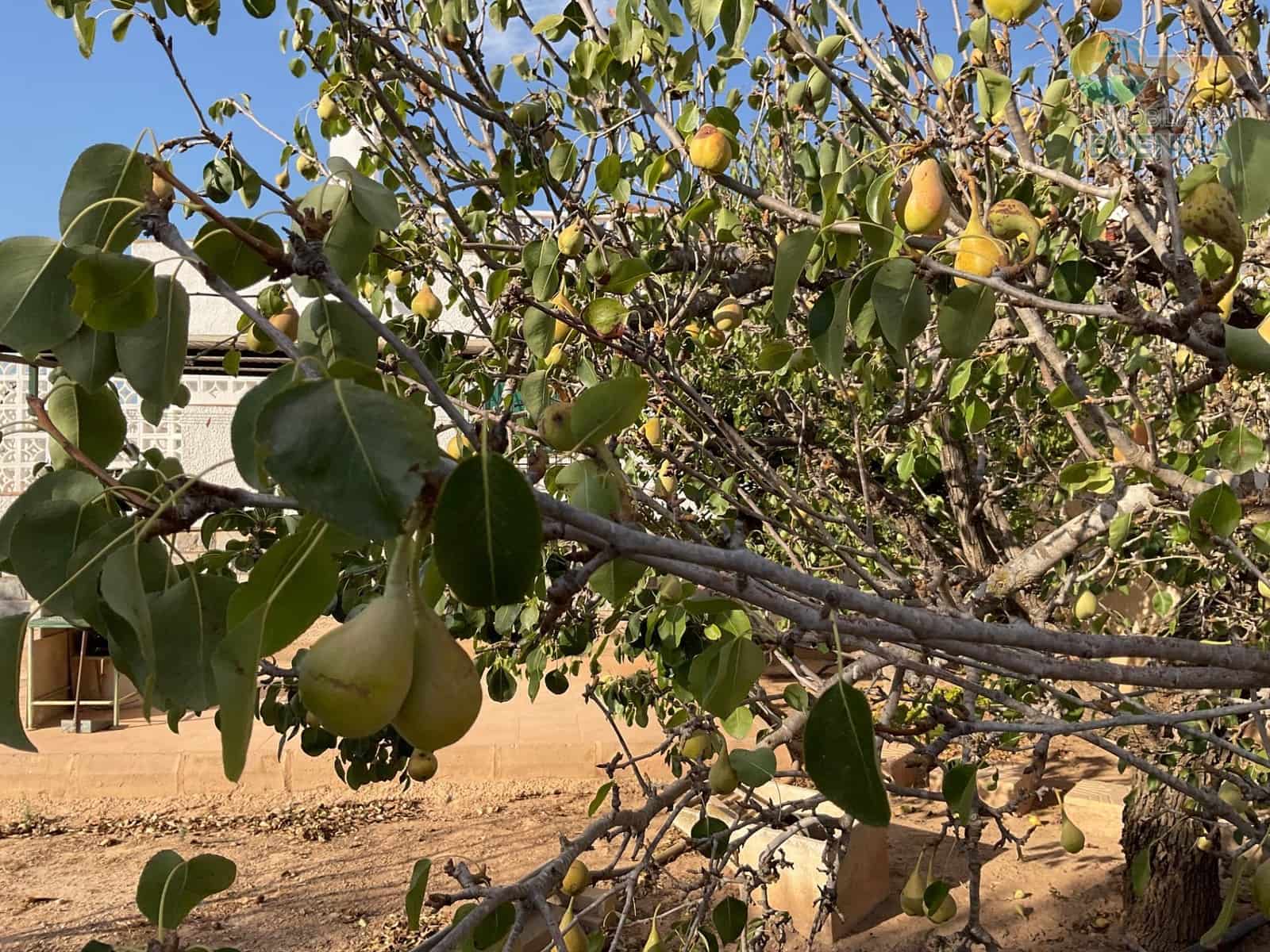 4 bedroom Finca/Country House for sale in Hacienda del Alamo with garage - € 365,000 (Ref: 9247355)