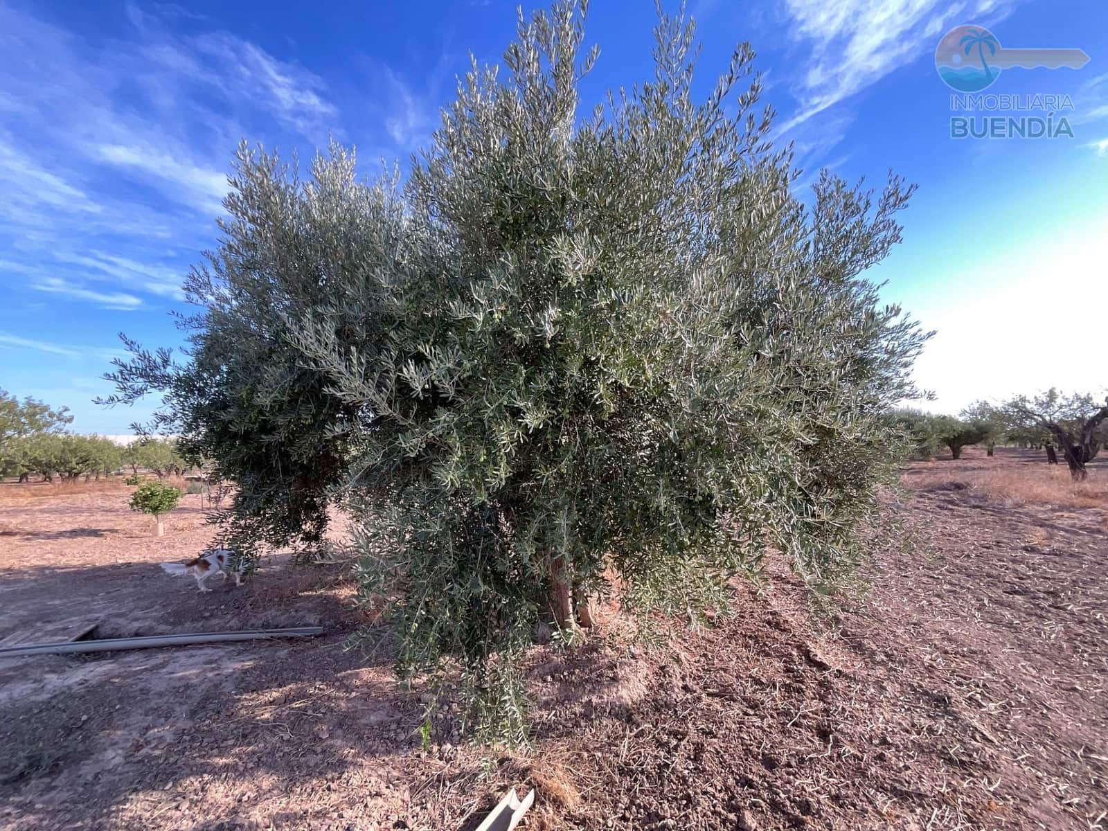 4 bedroom Finca/Country House for sale in Hacienda del Alamo with garage - € 365,000 (Ref: 9247355)