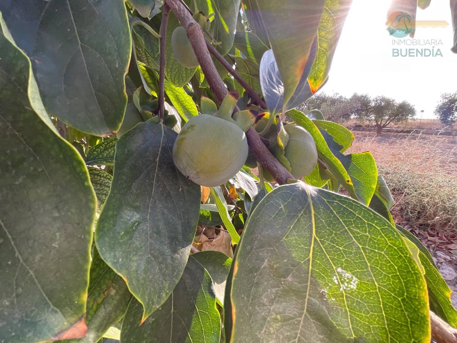 4 soveværelse Finca/Landehus til salg i Hacienda del Alamo med garage - € 365.000 (Ref: 9247355)