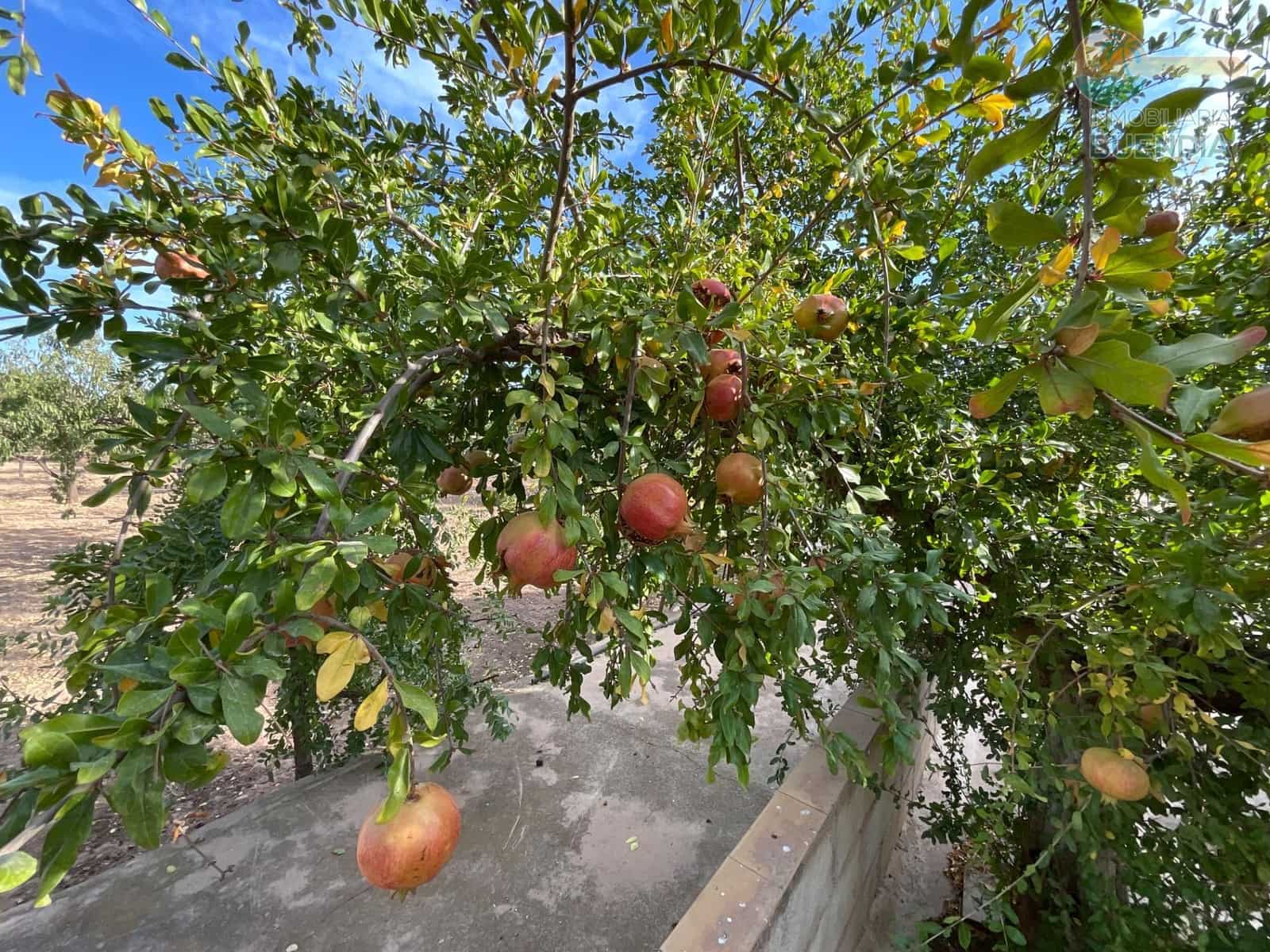 4 soveværelse Finca/Landehus til salg i Hacienda del Alamo med garage - € 365.000 (Ref: 9247355)