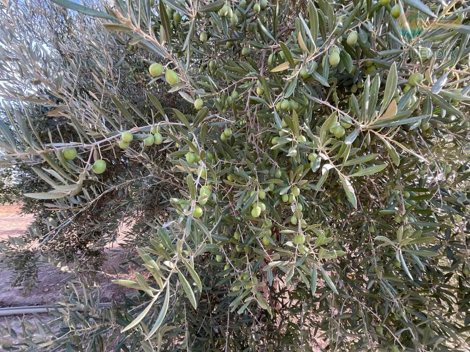 4 soveværelse Finca/Landehus til salg i Hacienda del Alamo med garage - € 365.000 (Ref: 9247355)