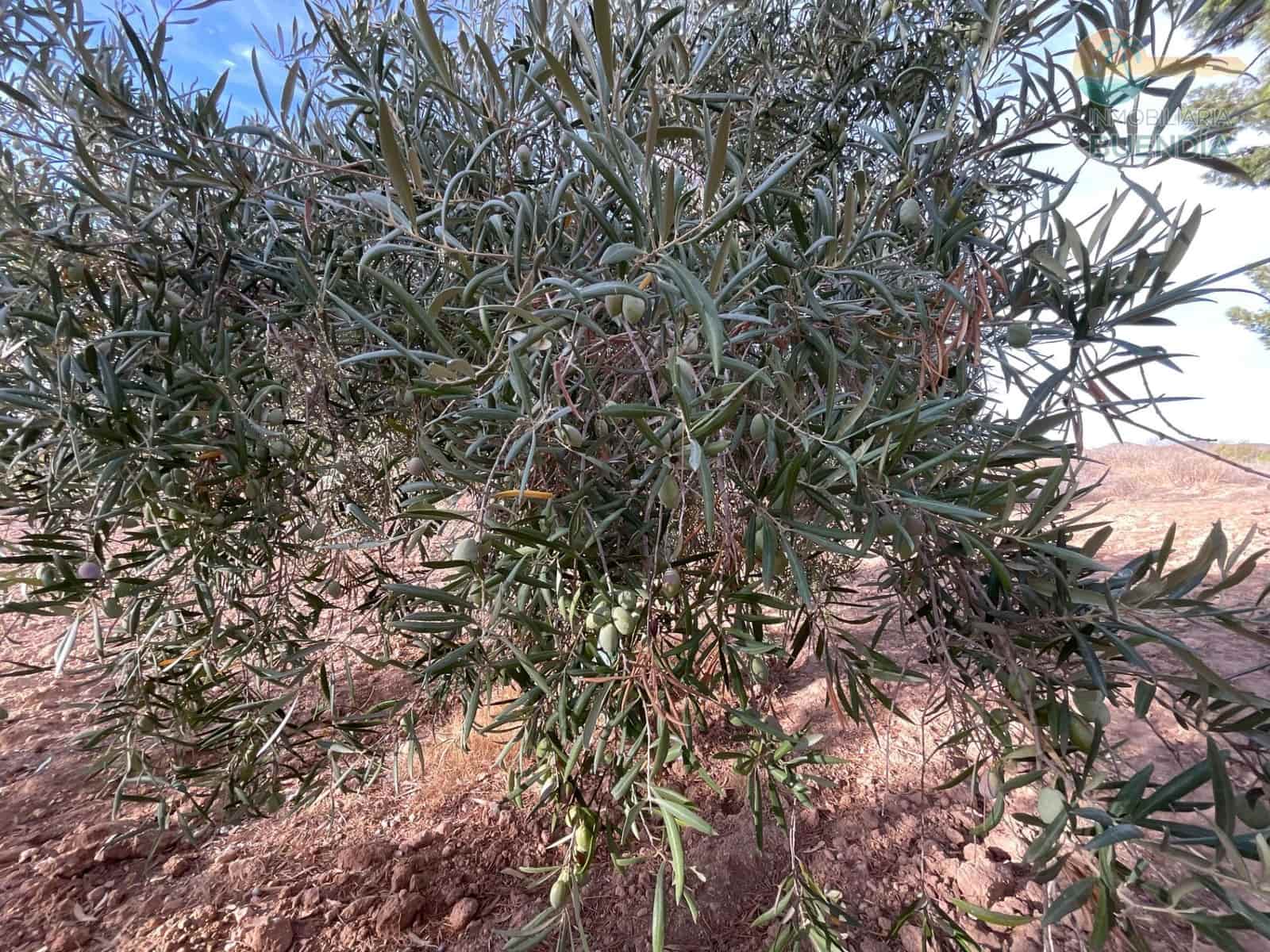 4 soveværelse Finca/Landehus til salg i Fuente Alamo de Murcia - € 125.000 (Ref: 9269821)