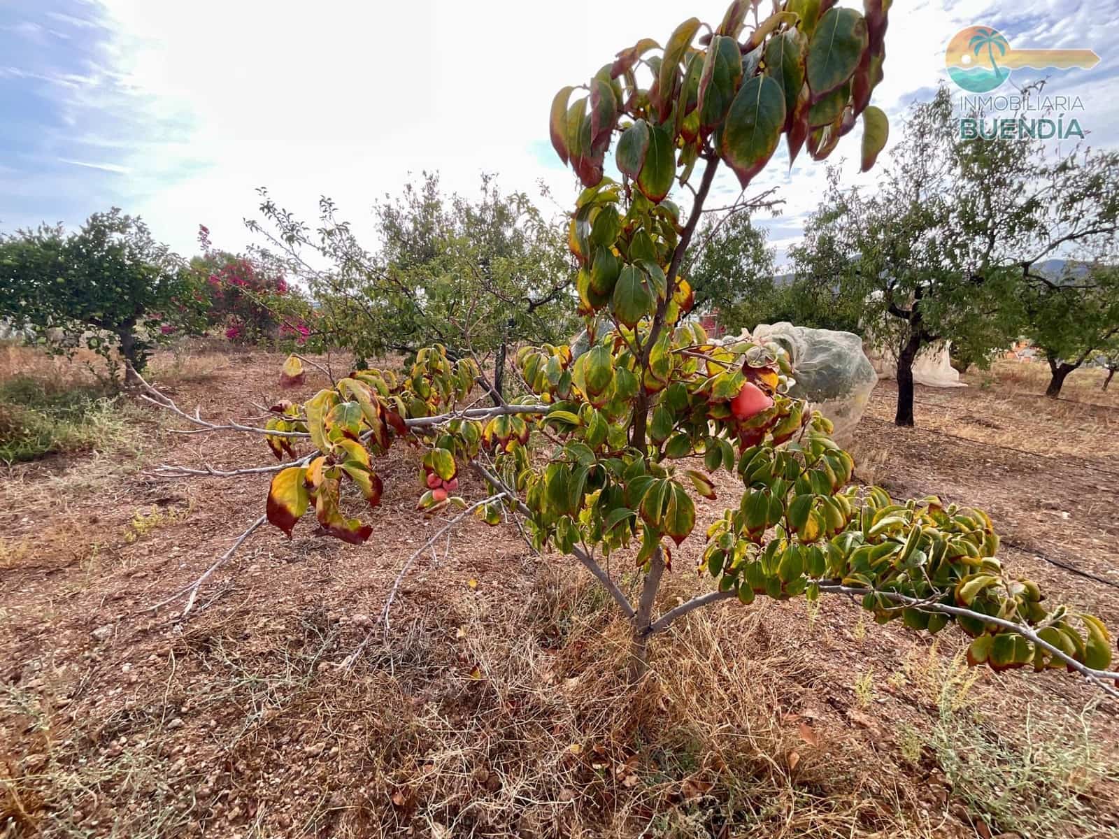 3 soveværelse Finca/Landehus til salg i Almendricos - € 370.000 (Ref: 9291688)