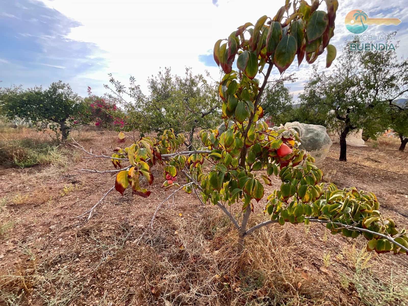 3 soveværelse Finca/Landehus til salg i Almendricos - € 370.000 (Ref: 9291688)