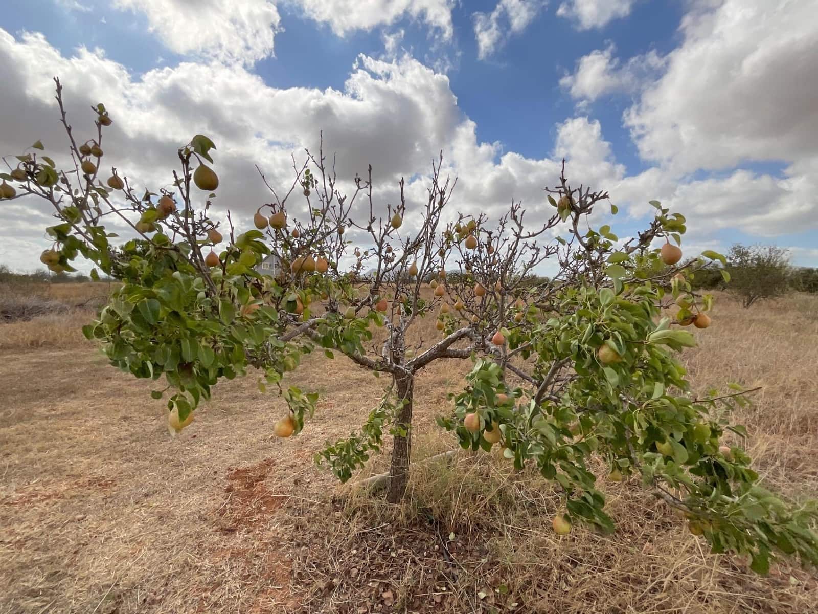 4 bedroom Finca/Country House for sale in La Magdalena with garage - € 304,900 (Ref: 9305184)