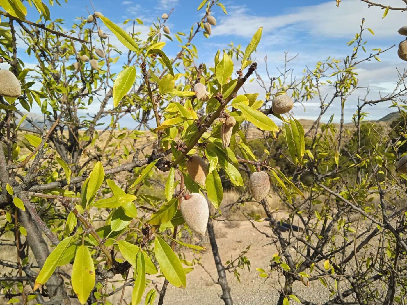 3 soveværelse Finca/Landehus til salg i Freila - € 350.000 (Ref: 8755833)