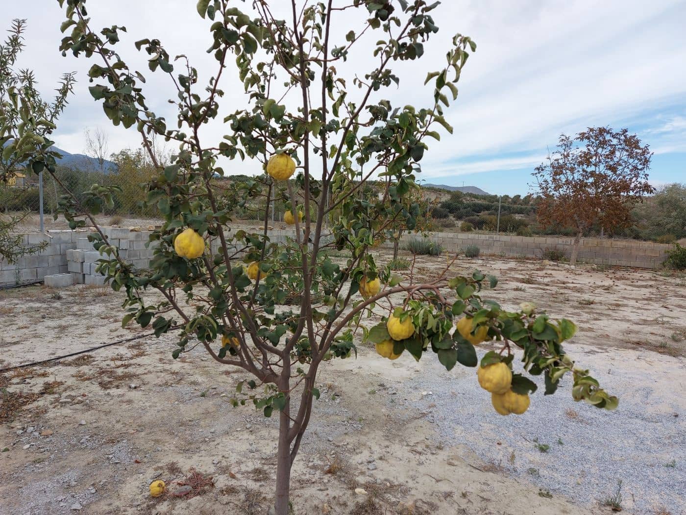 3 soveværelse Finca/Landehus til salg i Baza - € 143.900 (Ref: 8758232)