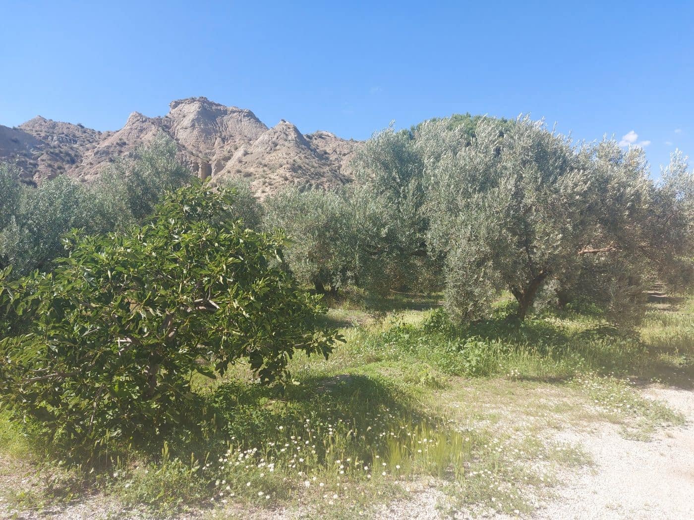 1 soveværelse Finca/Landehus til salg i Beas de Guadix - € 99.000 (Ref: 9264578)