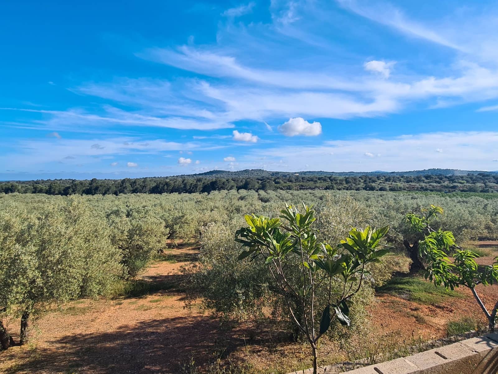 Finca/Country House for sale in Sant Jordi - € 250,000 (Ref: 9414452)