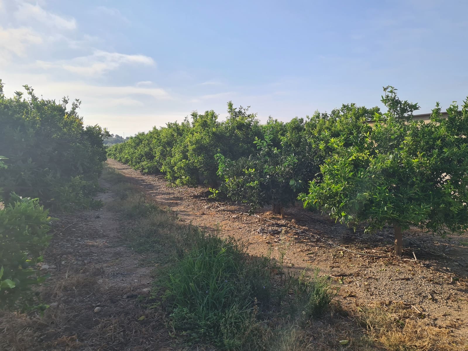 Finca/Country House for sale in Vinaros - € 32,000 (Ref: 9414489)