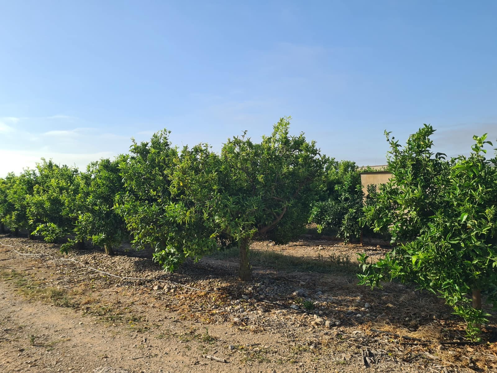 Finca/Country House for sale in Vinaros - € 32,000 (Ref: 9414489)