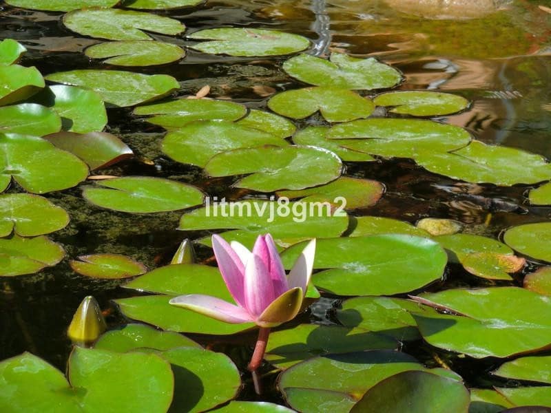 3 soveværelse Byhus til salg i Sitio de Calahonda med swimmingpool garage - € 510.000 (Ref: 8904956)