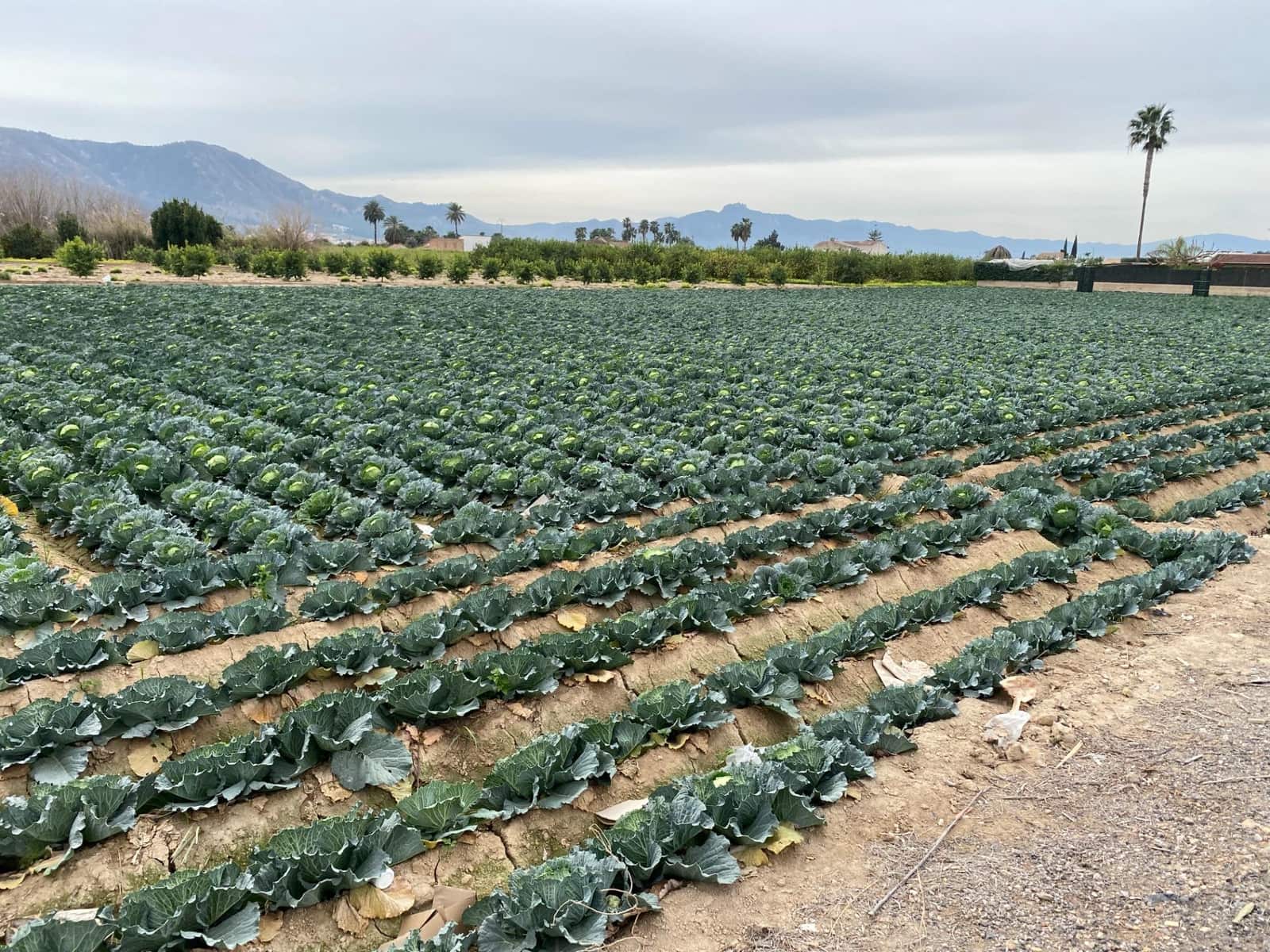 Bouwgrond te koop in El Raal - € 90.000 (Ref: 9613981)