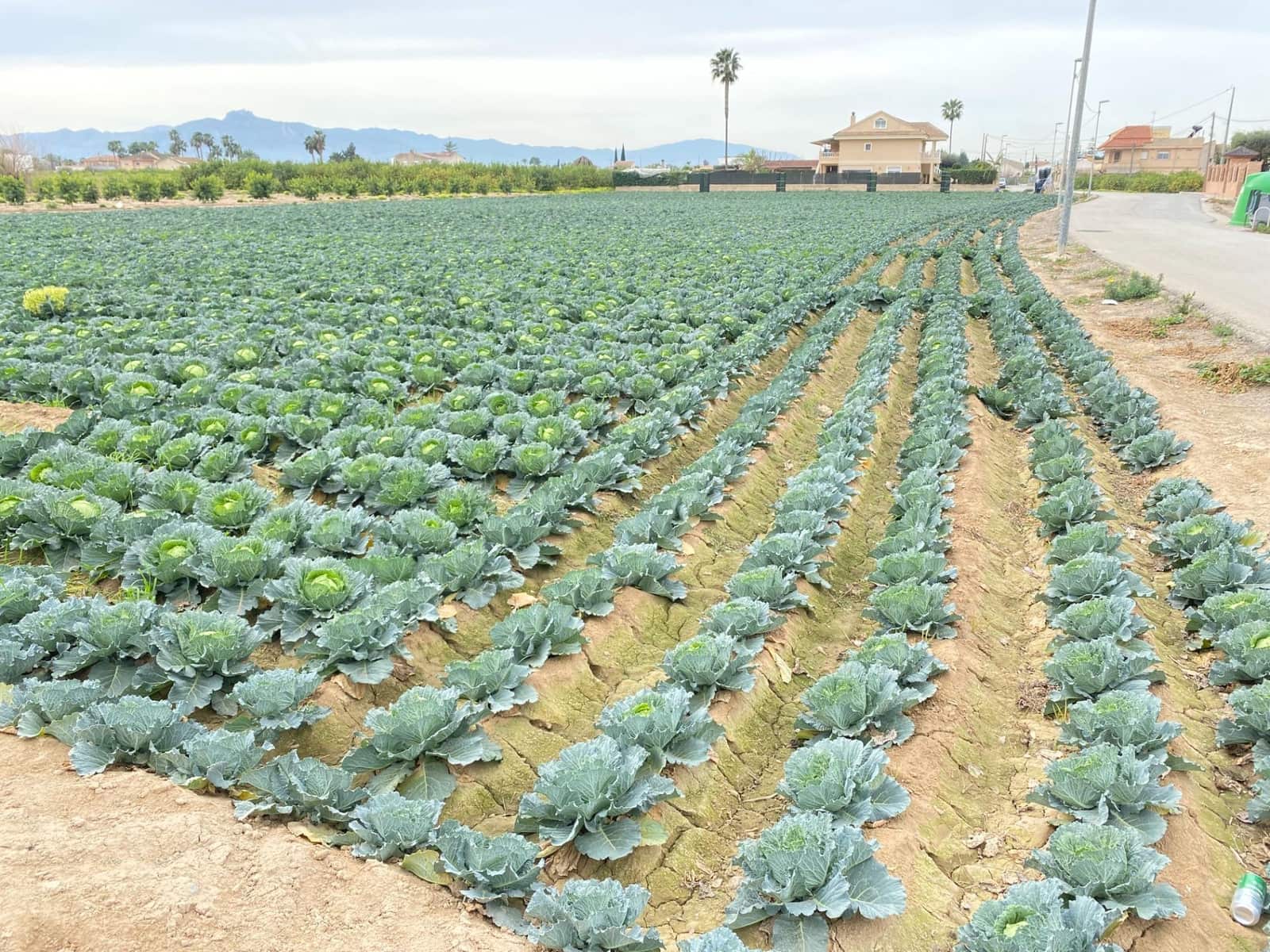 Bouwgrond te koop in El Raal - € 90.000 (Ref: 9613981)