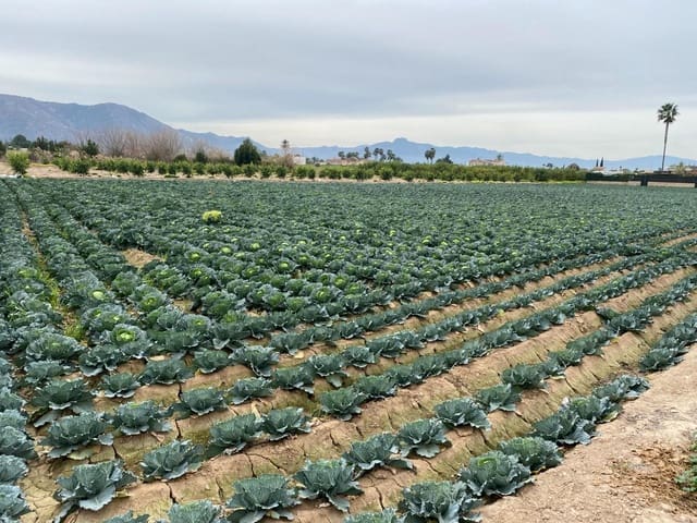 Tomt till salu i El Raal, Murcia stad - 90 000 € (Ref: 9613981)