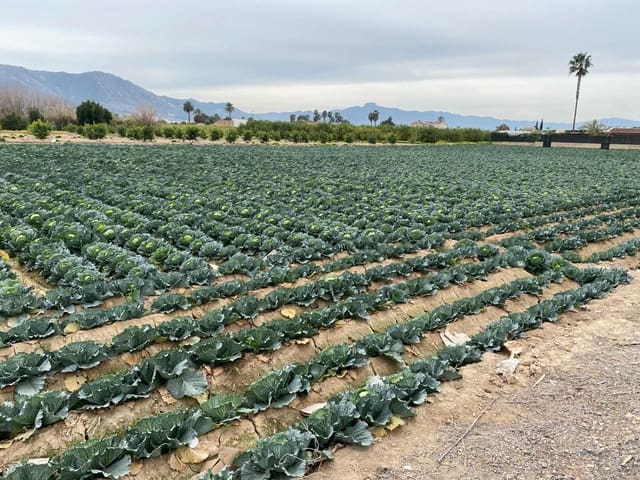 Tomt till salu i El Raal, Murcia stad - 90 000 € (Ref: 9613981)