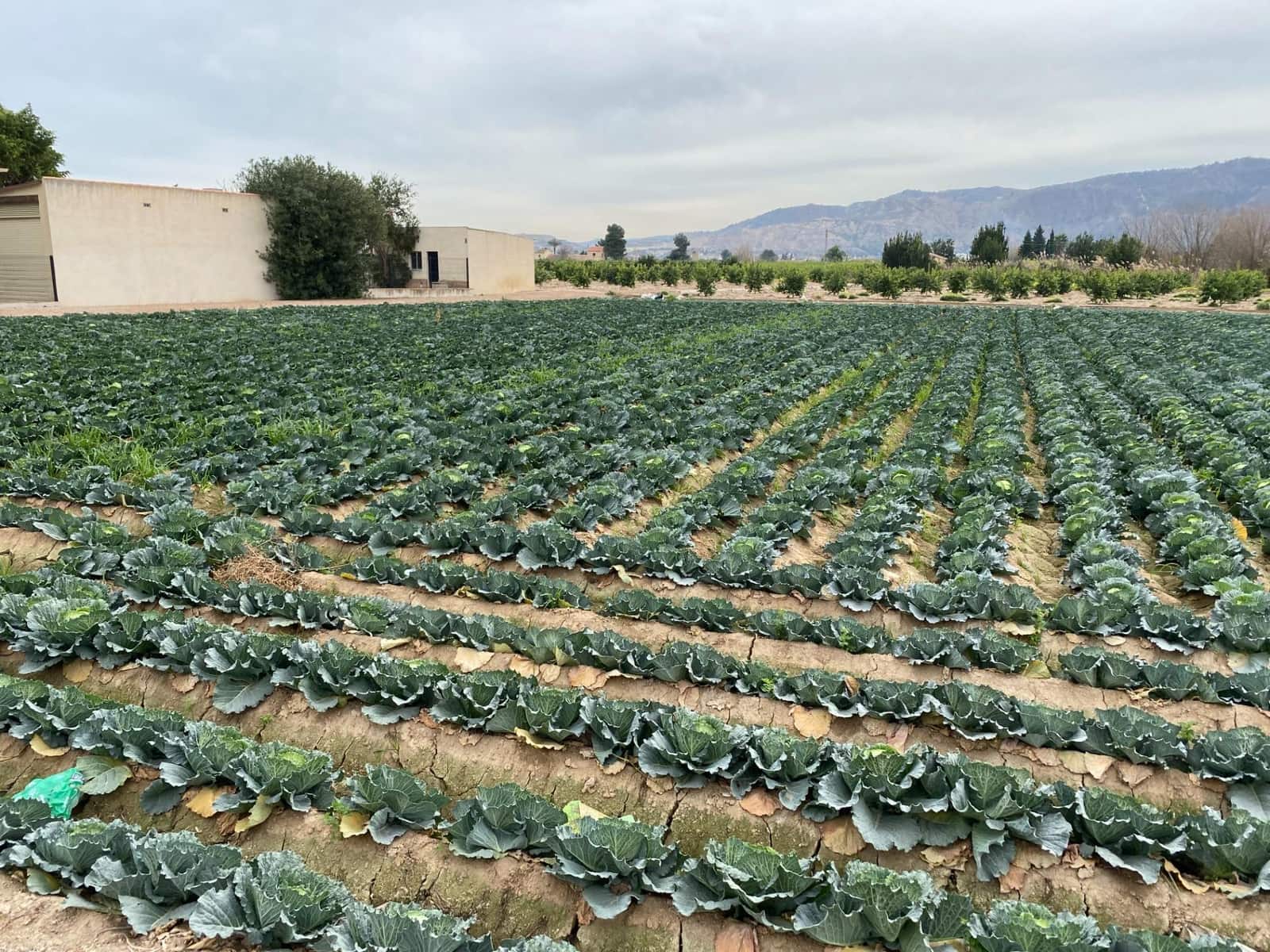 Bouwgrond te koop in El Raal - € 90.000 (Ref: 9613981)