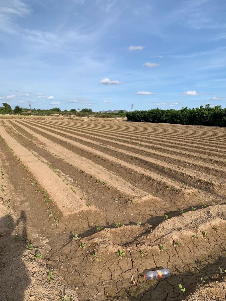 Mark till salu i Santa Cruz - 55 000 € (Ref: 9613999)