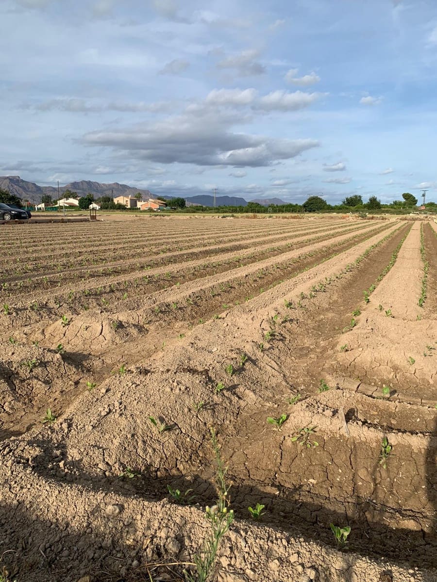 Mark till salu i Santa Cruz - 55 000 € (Ref: 9613999)