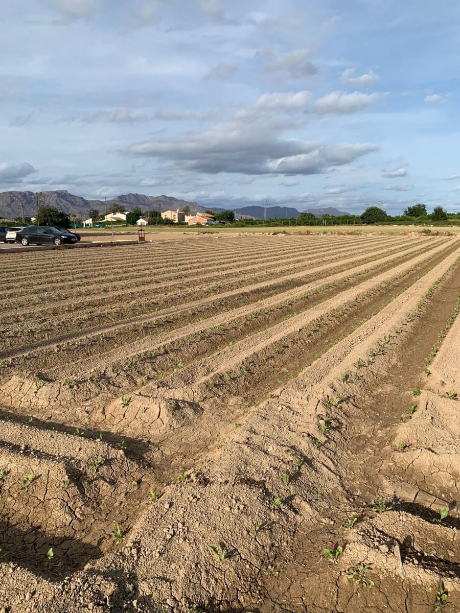 Mark till salu i Santa Cruz - 55 000 € (Ref: 9613999)