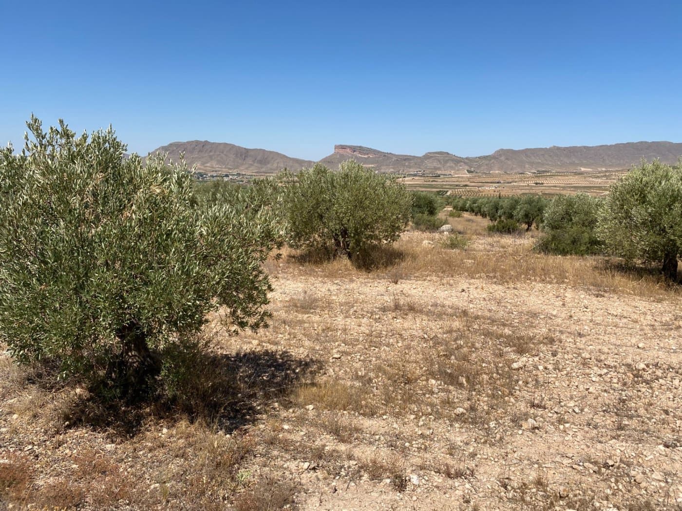 Grunde uden byggetilladelser til salg i Jumilla - € 25.000 (Ref: 9614015)