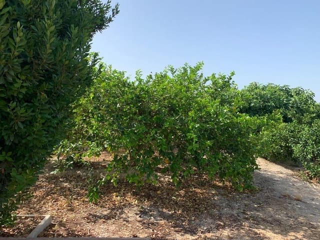 Mark till salu i Albatera - 195 000 € (Ref: 9614019)